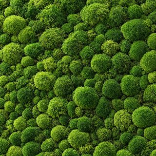 Trama solo ball moss in verde stabilizzato