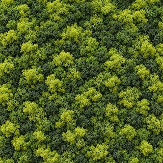 Trama solo licheni in verde stabilizzato